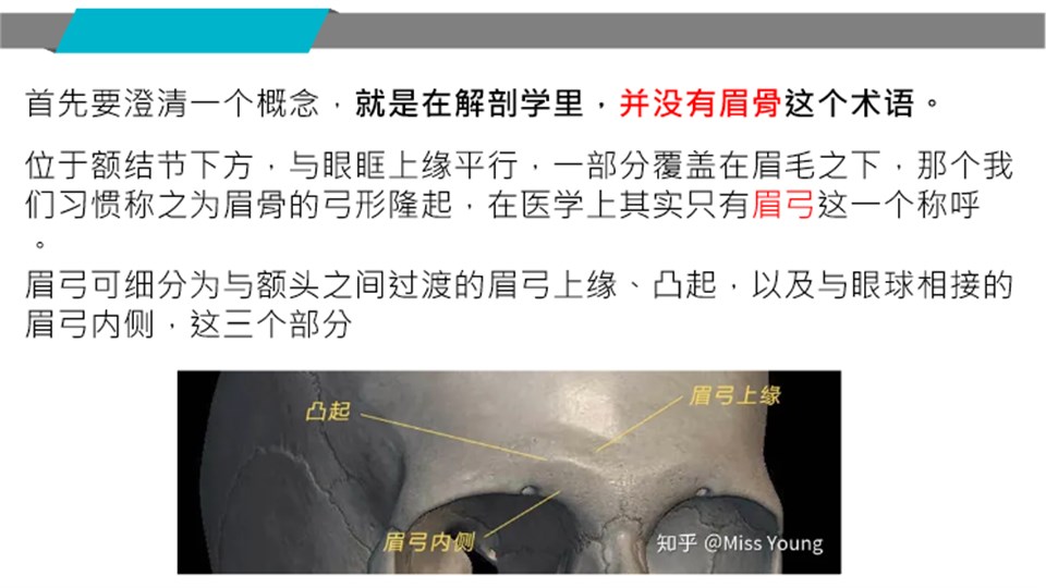 眉弓解剖位置說明